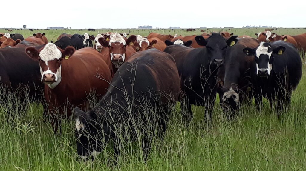 FOTO Inseminación