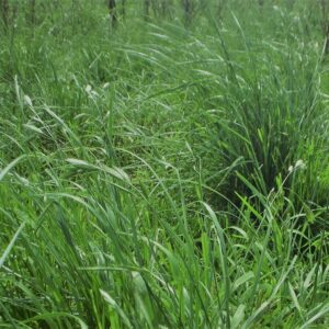 Manejo y producción de pasturas