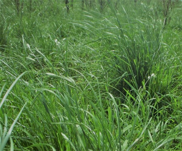 Manejo y producción de pasturas
