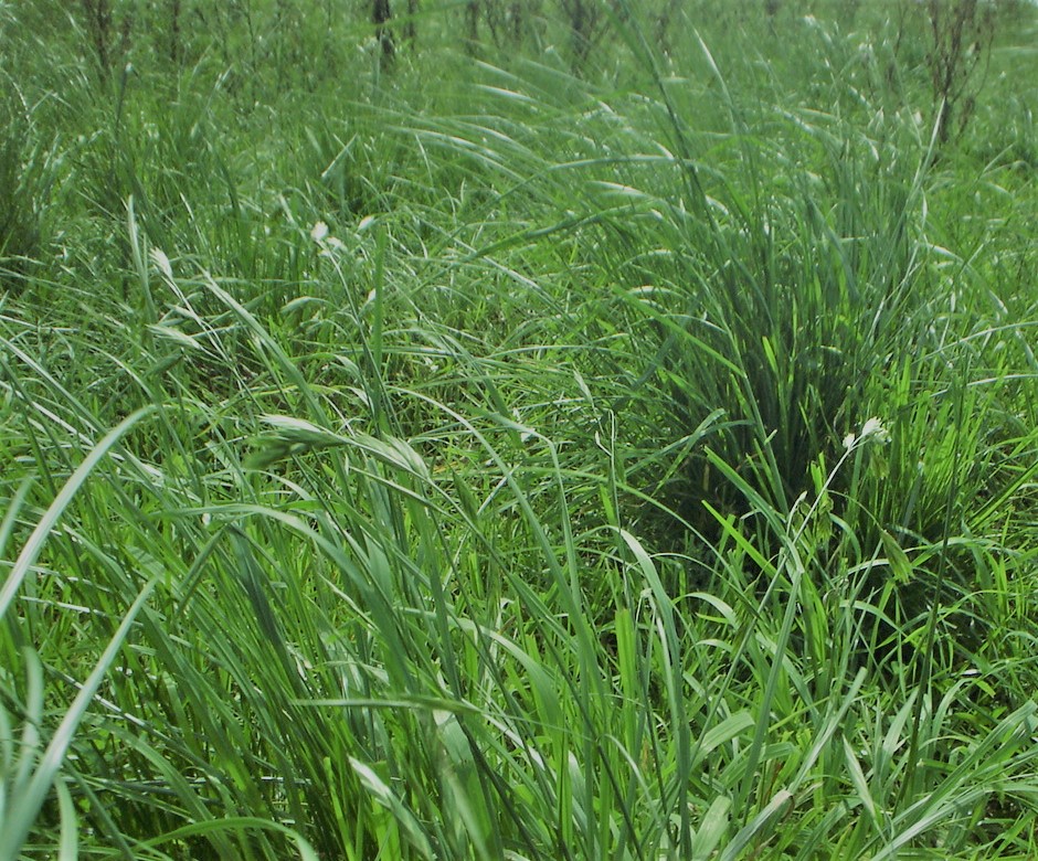 Manejo y producción de pasturas