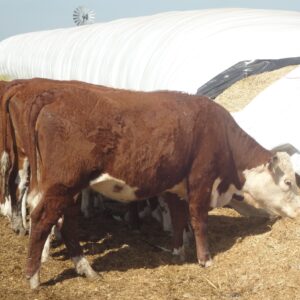 Estrategias de suplementación para la recría a campo