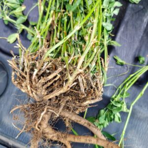 Alfalfa, pasturas subtropicales y semiáridas