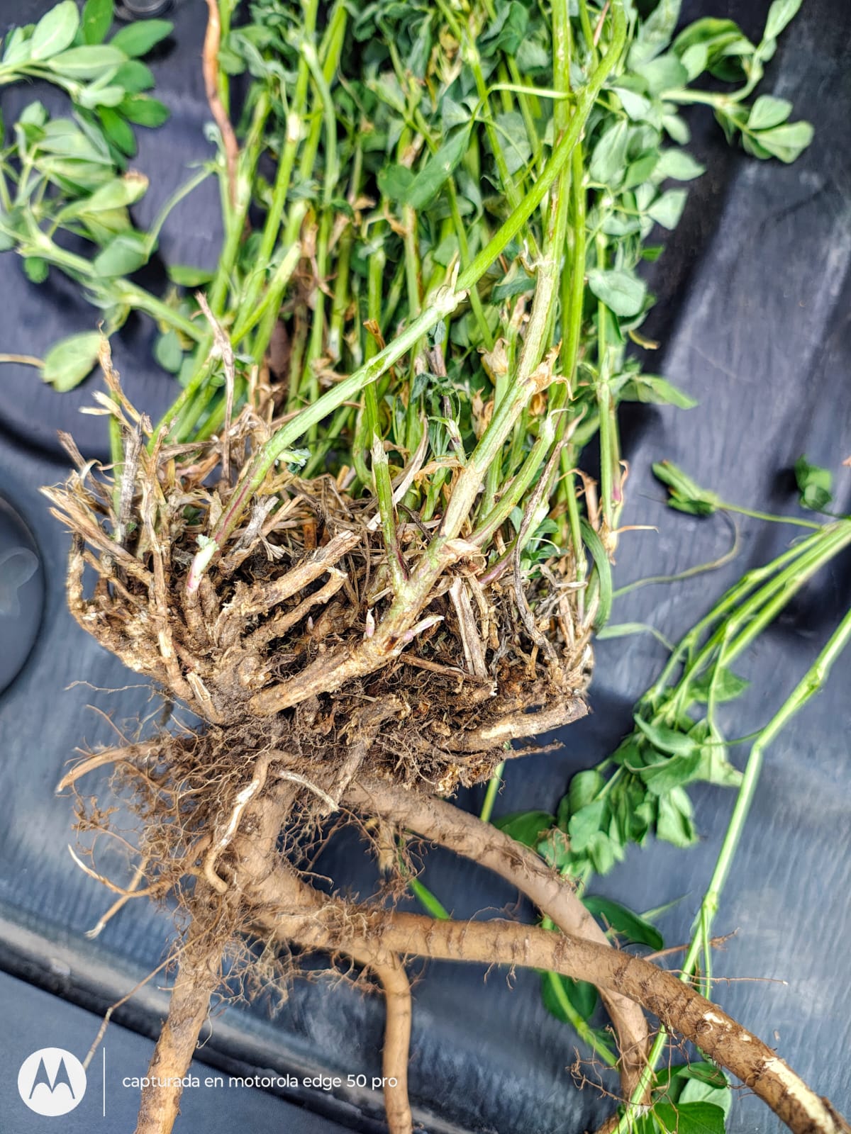 Alfalfa, pasturas subtropicales y semiáridas