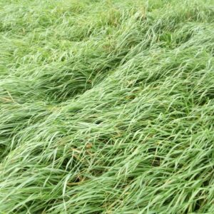 Promoción y fertilización de campos naturales