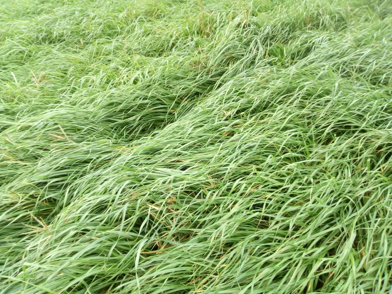 Promoción y fertilización de campos naturales