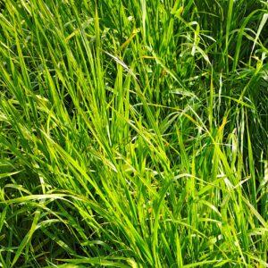 Cómo producir carne en una pastura de agropiro