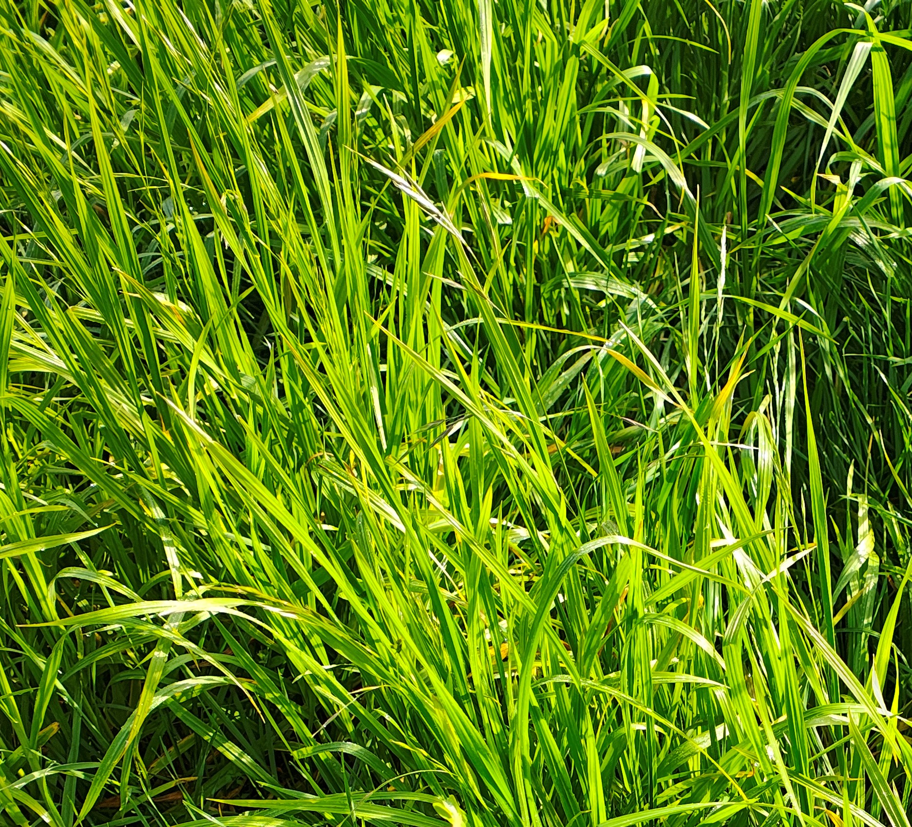 Cómo producir carne en una pastura de agropiro