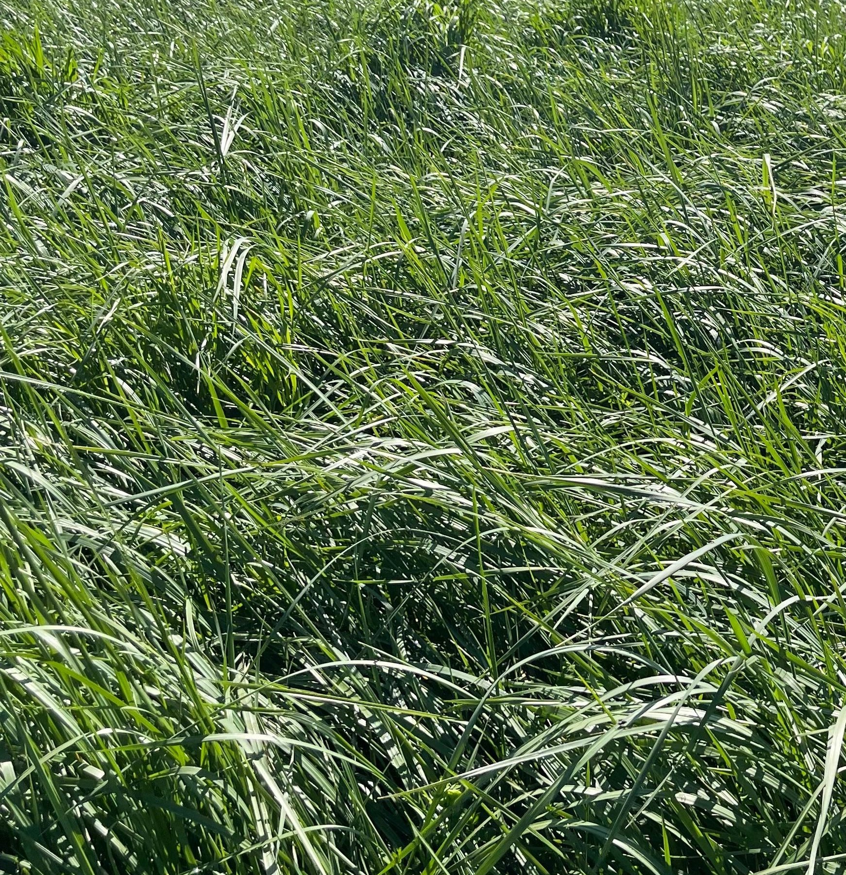 Cómo confeccionar un balance forrajero