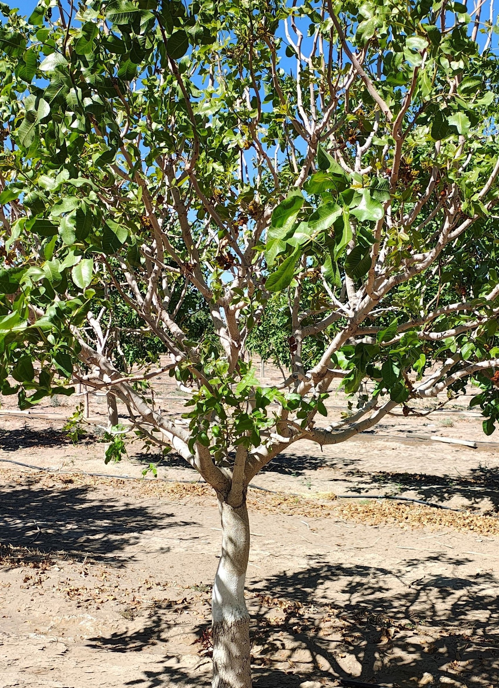 Invertir en Pistachos. Una propuesta muy rentable.