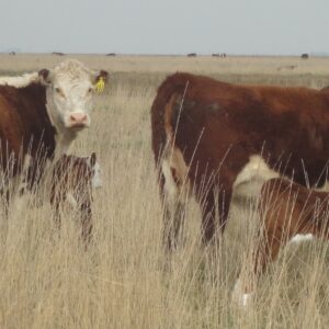 Evaluación económica de las actividades de una empresa agropecuaria para poder tomar buenas decisiones.